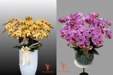Mẫu lan hồ điệp chúc mừng đối tác bán chạy | Shop hoa quận 7 F Flowers